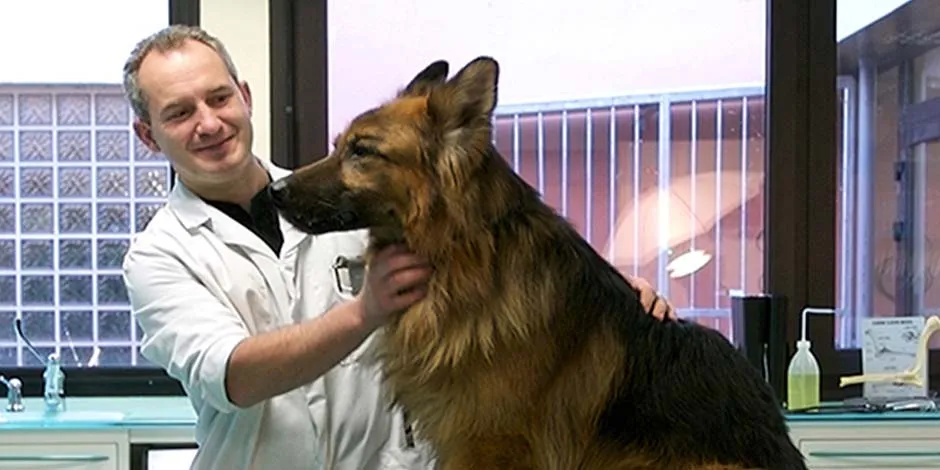Uno de los cuidados para mascotas en Navidad más importantes es llevarlo con el veterinario.