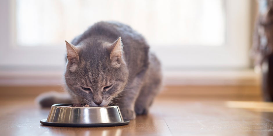 purina-brand-alimento-para-gatos-como-mejorar-su-digestion.jpg