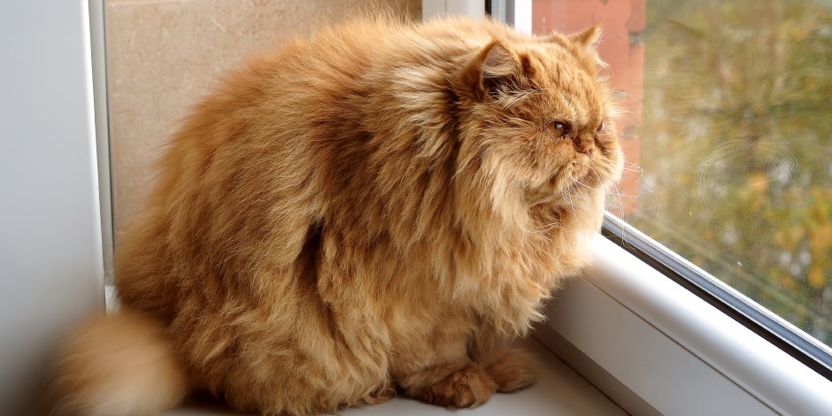 purina-brand-gato-gordo-como-saber-si-tu-gato-tiene-sobrepeso.jpg