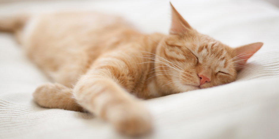 purina-brand-mi-gato-duerme-mucho-es-normal-0.png