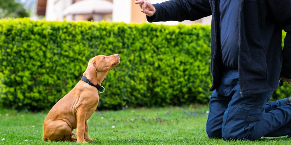 Aprende cómo educar a un cachorro, como con este perro vizsla marrón, aprendiendo a seguir instrucciones de su amo.