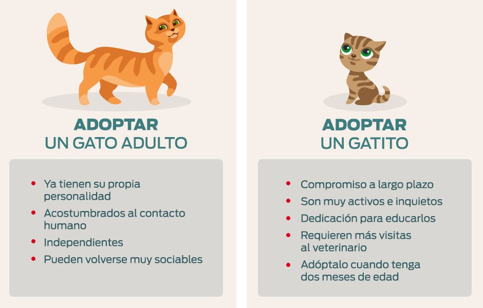 purina-infografia-a-que-edad-adoptar-un-gato.jpeg