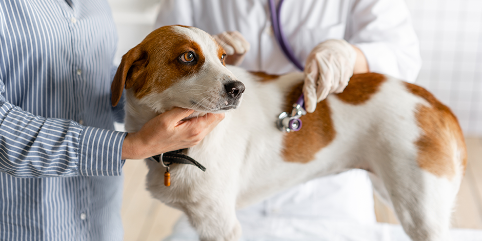 Purina-aprende-a-identificar-sintomas-de-envenenamiento-en-perros-nota05.png
