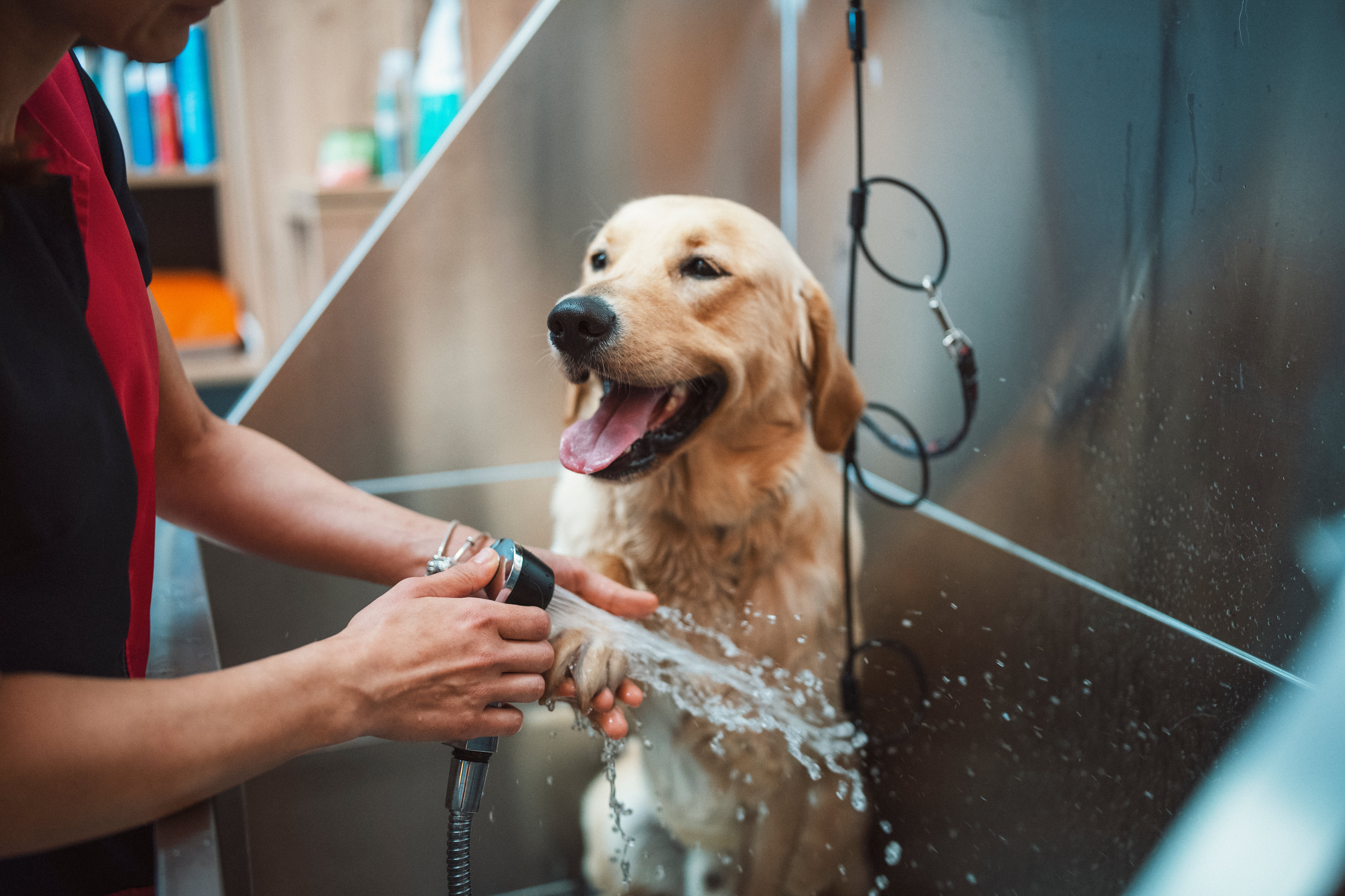 Una buena higiene es clave para evitar los ácaros en perros. El baño y cepillado de tu mascota deben estar en su rutina.