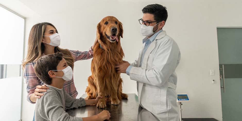 El veterinario dirá cada cuánto se desparasita un perro mayor. Llevá a tu mascota con él, como hace esta familia con su golden retriever.