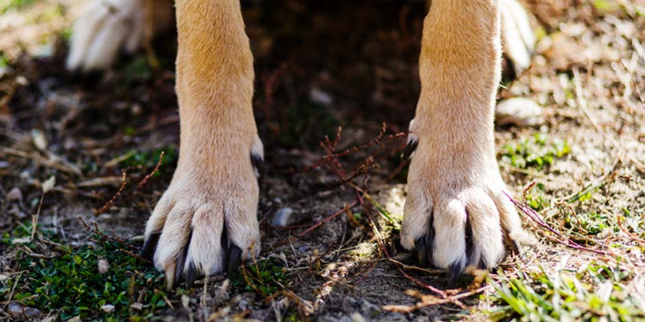 Patas de canino donde se pueden ver sus garras. Aprende como cortar las uñas a un perro y la importancia de hacerlo.