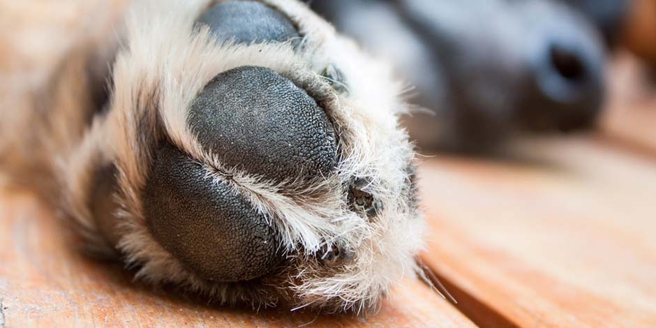 Huellitas color negro de un canino. Protege la salud de sus patas con cuidados como cortar las uñas a un perro.