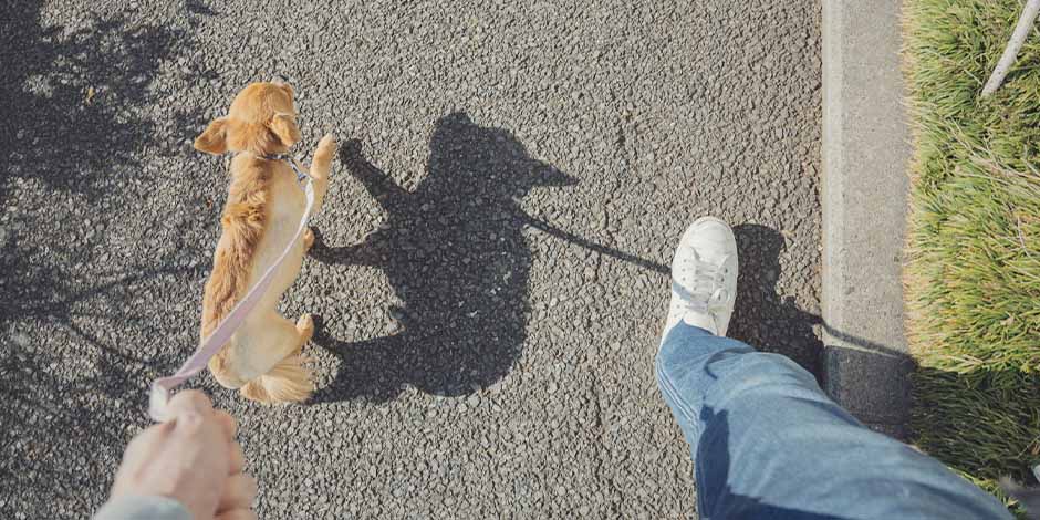 Perro sujeto con correa durante paseo con su amo. Aprendé cómo educar a un cachorro.