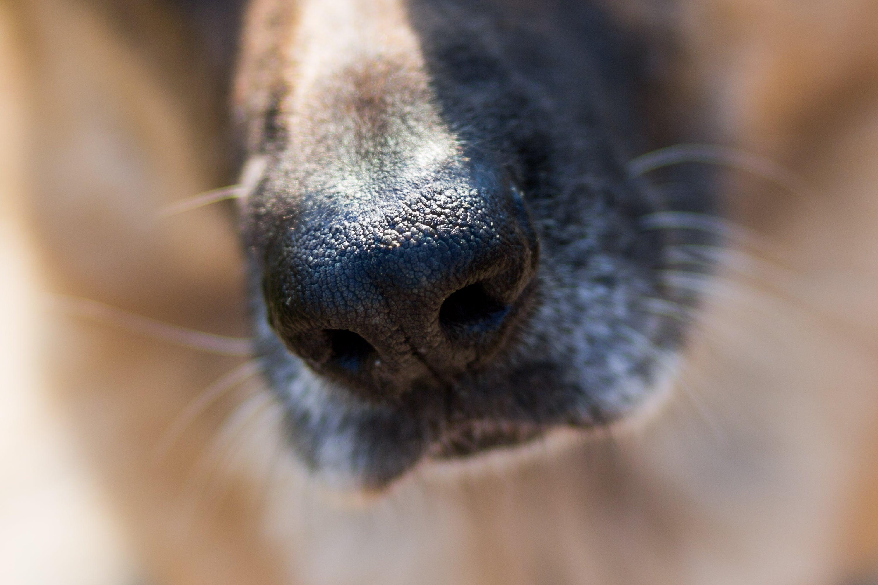 Identificá las señales y revisá la nariz de tu peludito, para ver por qué estornuda. Resfriados en perros.