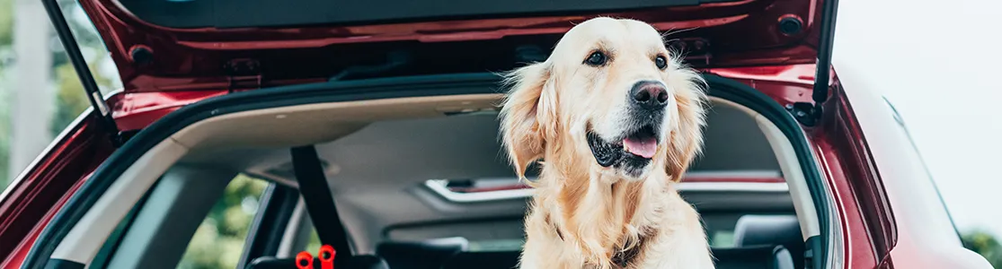 Viajar con mascotas en auto es fácil y divertido. Sigue estos tips, protégelo y diviértanse juntos en sus aventuras.