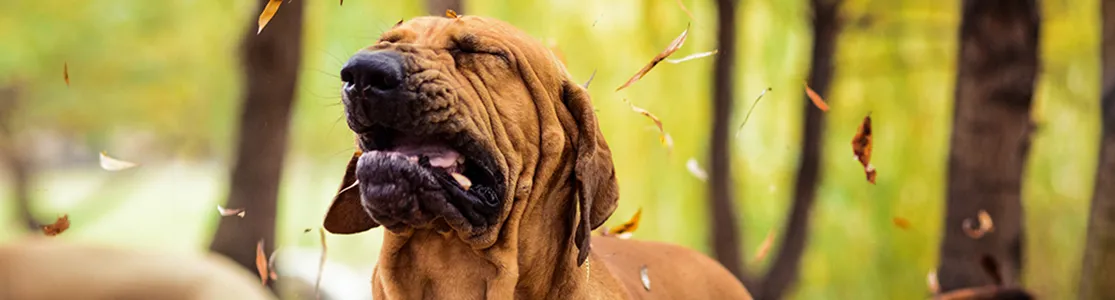 Fila brasilero color marrón experimentando un estornudo. Descubre si es un síntoma de resfriado en perros.