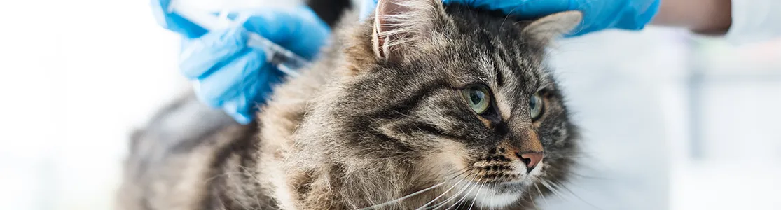 La mejor forma de promover buena salud y prevenir enfermedades en tu michi, es con la aplicación de las vacunas para gato.