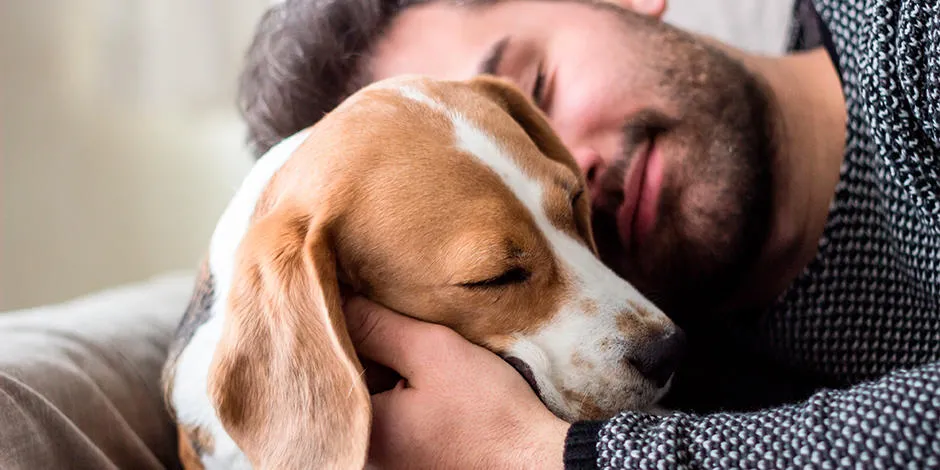 Hombre abrazando a su beagle adulto, primer plano. Esterilización de perros.