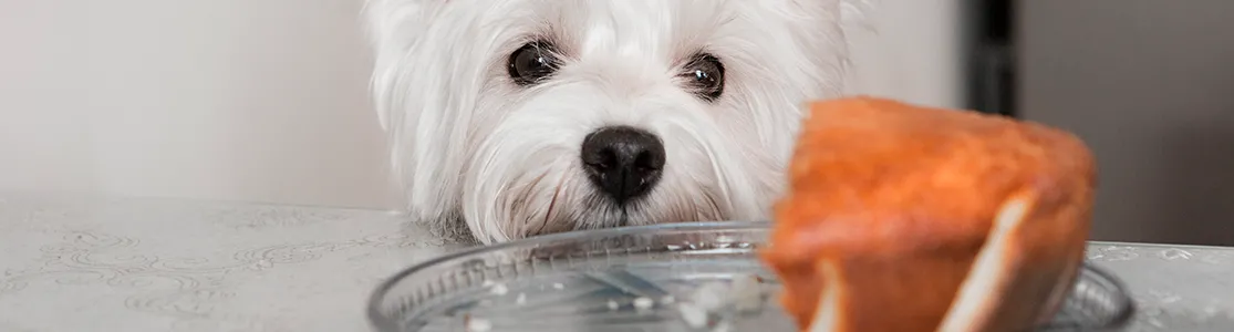 Perro pequeño mirando comida para humanos, pero que es uno de los alimentos prohibidos para perros