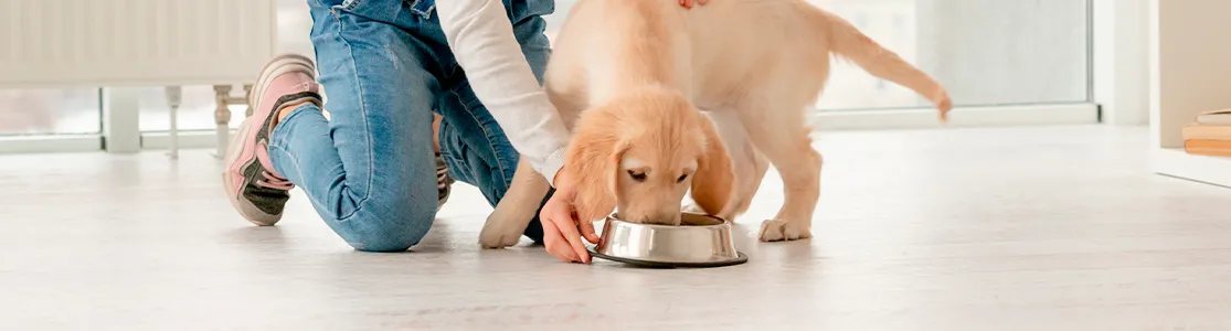 Cuida a tu mascota, aprendiendo con Purina® cuántas veces debe comer un perro para estar sano y fuerte.