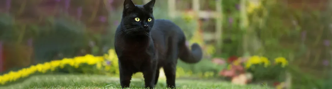 purina-brand-gatos-negros-mitos-y-realidades-banner-hero-desktop.jpg