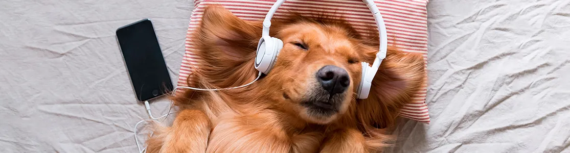 Retriever con audífonos oyendo música relajante para perros.