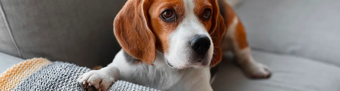 El beagle es una de las razas de perros medianos más reconocidas. Conocé más de él acá.
