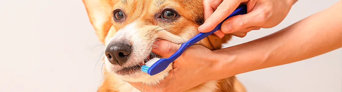 Aprende cómo llevar a cabo una adecuada limpieza dental en perros y protege la salud de tu amigo canino.