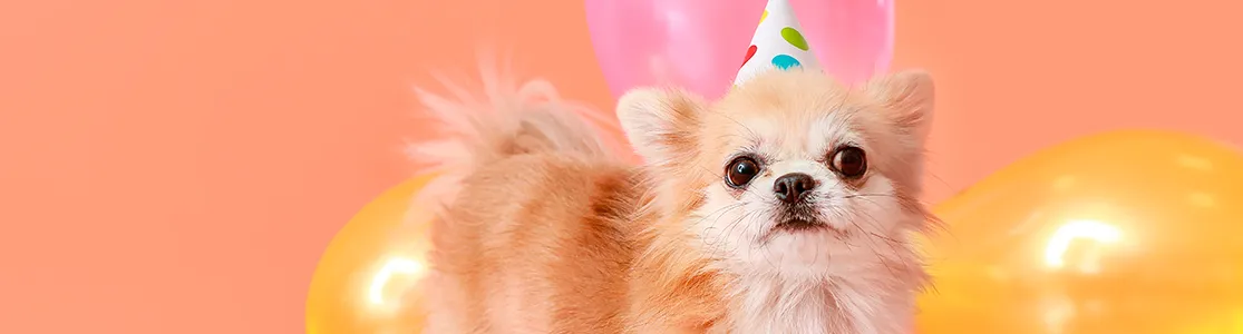 purina-brand-tips-para-celebrar-cumpleanos-perro-banner-desktop.png