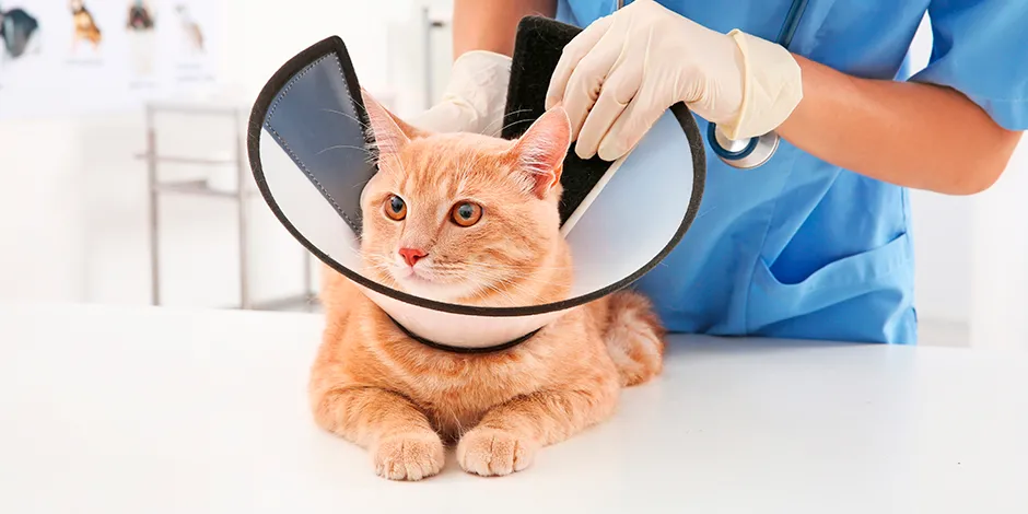 Este gatito cuenta con un collar isabelino, importante para su cuidado. Aprende más de este elemento acá