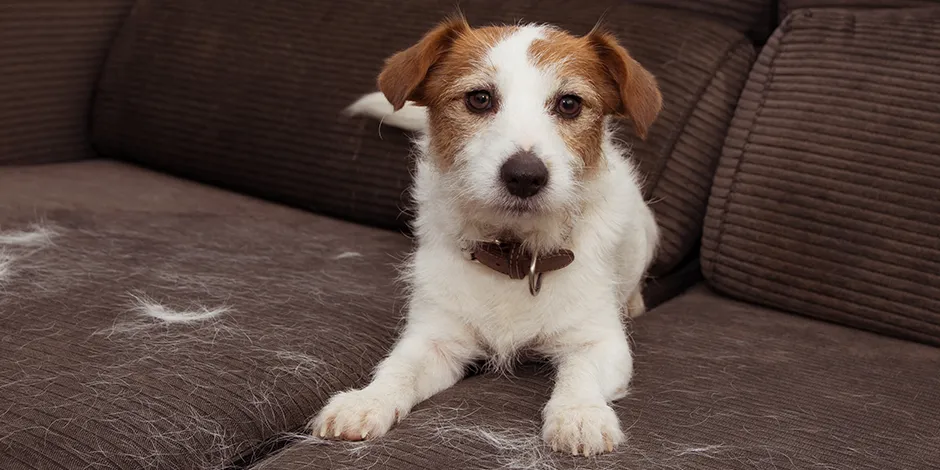 Mascota con evidentes signos de caída de pelo en perros, sentada en un sofá.