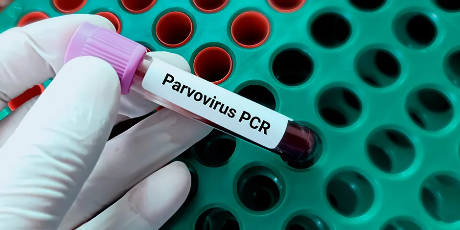 parvovirus-canino-purina-4.jpg