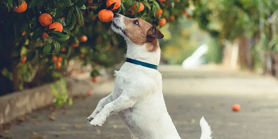 perro-come-mandarinas.jpg