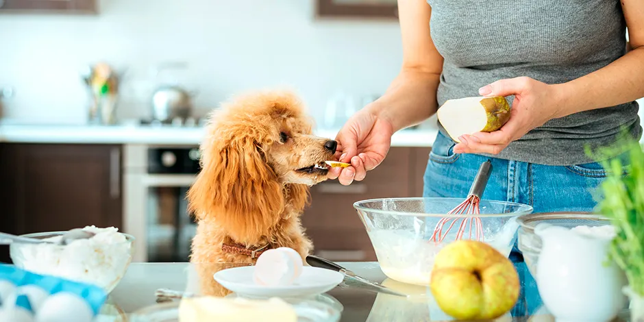 Perro en la cocina, recibiendo una porción de pera de manos de su ama