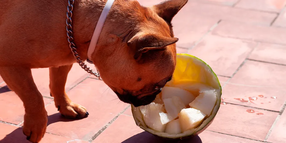 Perro de raza pequeña, color marrón comiendo trocitos de melón.