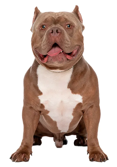 AMERICAN BULLY 480X684.png