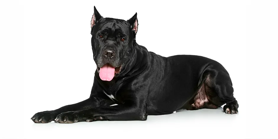 CANE CORSO 940X470 1 SINF.png