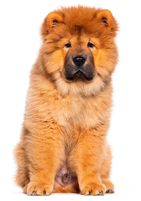 CHOW CHOW 480X684.png