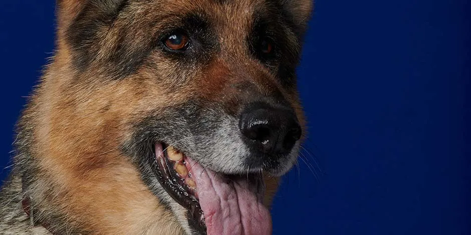 Conoce cuánto vive un perro como este pastor alemán adulto, con la lengua afuera, de color ocre y con marcas de la edad en el hocico