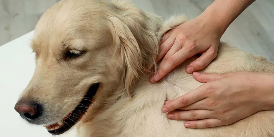 Manos adultas manipulando el pelo de golden retriever adulto, color beige, para hacer uso de la pipeta para perros.