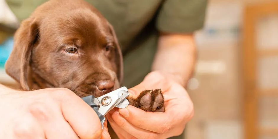 Cuidado de higiene de un cachorro de labrador chocolate con acciones como cortar las uñas a un perro.