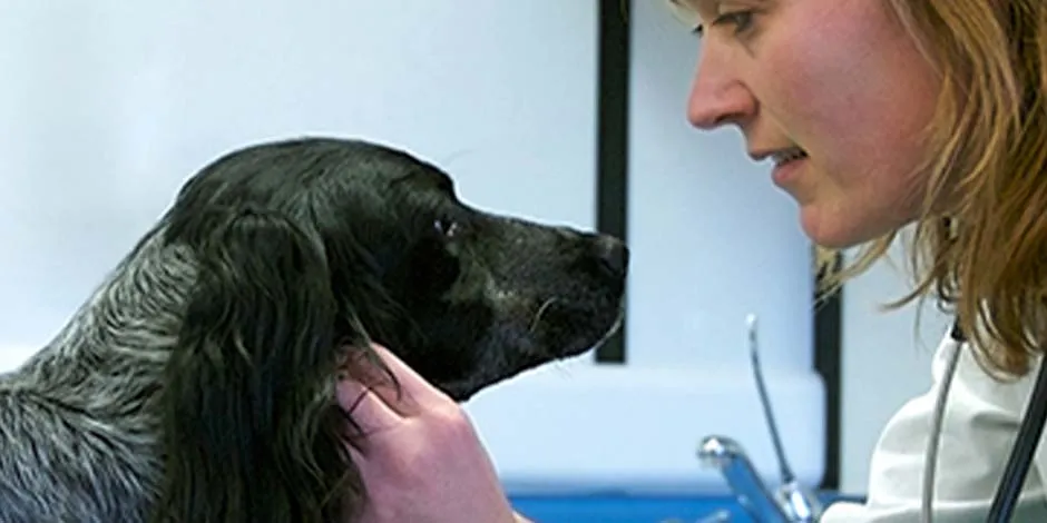 Tras la esterilización de perros como la de este can de raza mediana, color negro, llevá a tu mascota al veterinario.