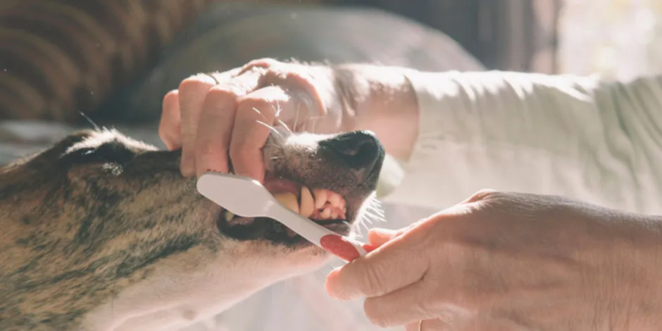 Para hacer un correcto cepillado dental en perros, no necesitás pastas dentales para humanos. Buscá las opciones correctas.