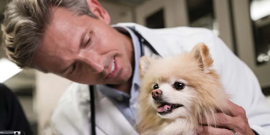 El veterinario te orientará en cómo hacer un correcto cepillado dental en perros, como el caso de este pomerania.
