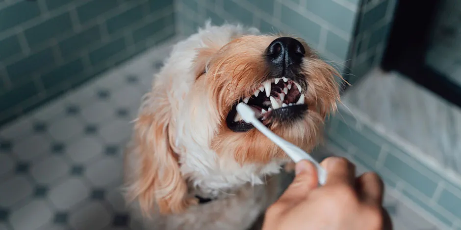 cepillado-dental-perros.jpg