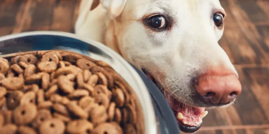 Saber cuántas veces debe comer un perro ayudará a que elijás la mejor opción para su nutrición.