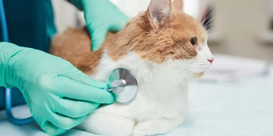 Algunas vacunas para gatos, para tener mayor eficacia, deben contar con refuerzos. Asesorate con tu veterinario sobre las frecuencias y dosis.