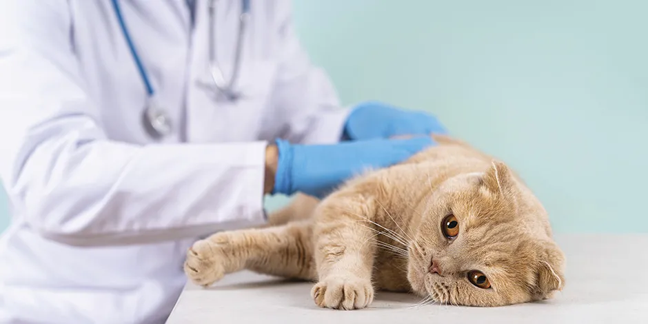 vacunas-para-gatos-sintomas-ar.jpg