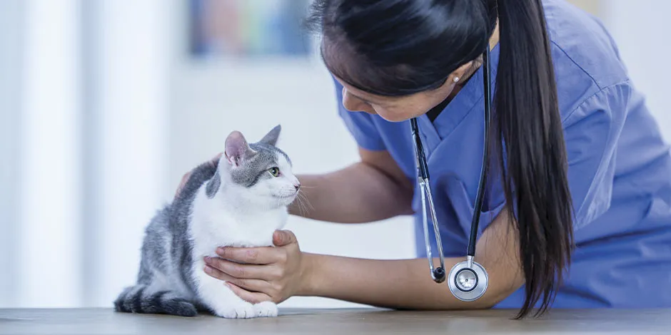 Conocé la importancia de las vacunas para gato y dale a tu mascota bienestar.