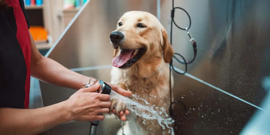 Golden sonriente recibiendo un baño, lo que prevendrá problemas como la caída de pelo en perros. 