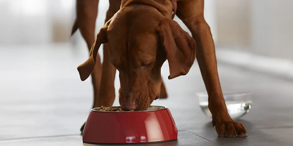 Este can recibe una adecuada alimentación, lo que ayudará a prevenir la caída de pelo en perros