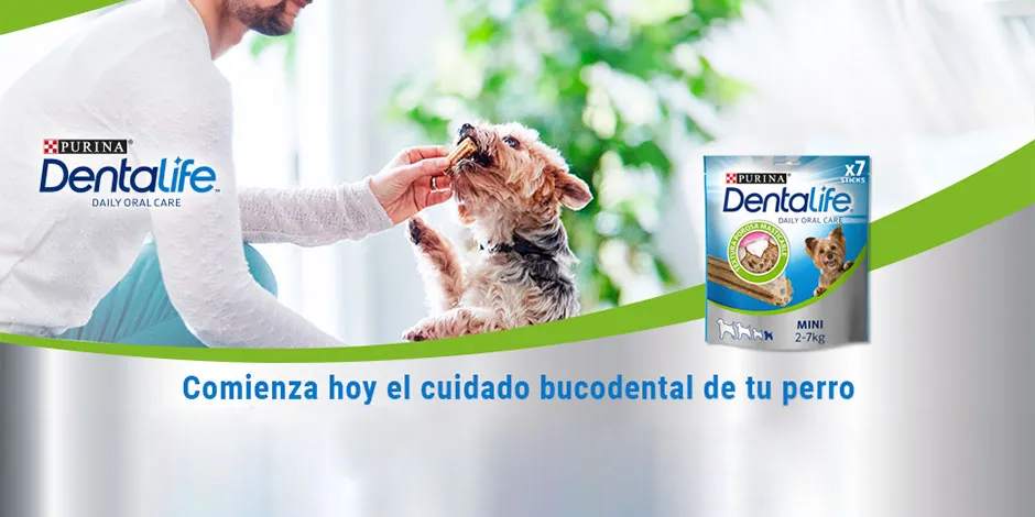 Con Dentalife® promueve la salud oral de tu mascota, combinando la higiene con los mejores juguetes para perros.