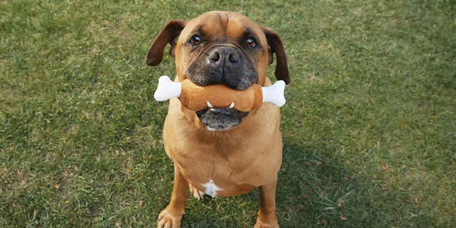 El hueso de goma es uno de los mejores juguetes para perros, como el que tiene este cachorro.