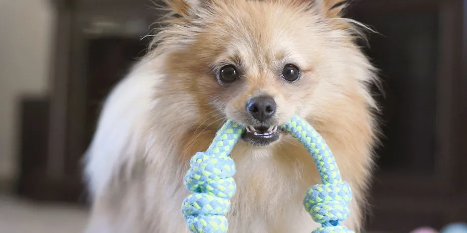 Dale a tu mascota los mejores juguetes para perros, que cubran sus necesidades, como a este de raza mini.