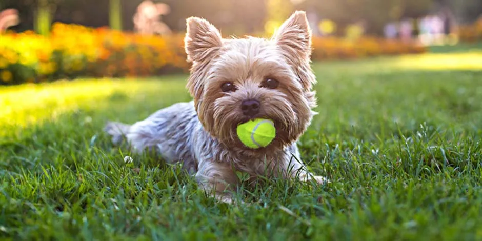 Yorkshire con uno de los mejores juguetes para perros en su boca: una pelota.